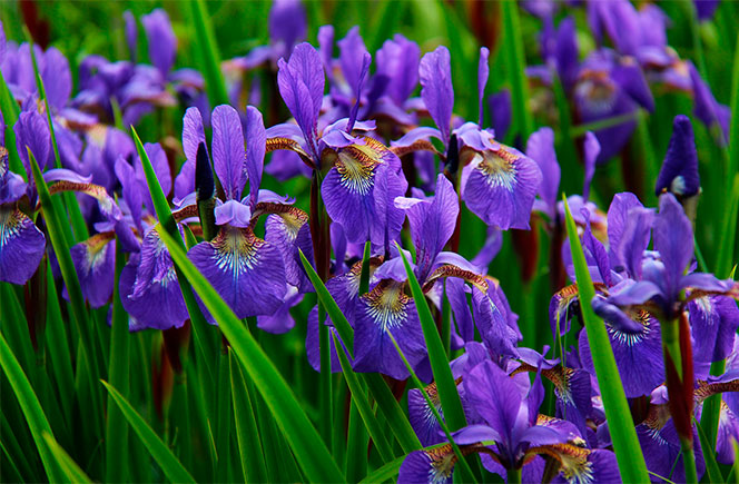 FLor de Íris Azul FLor de Íris Azul