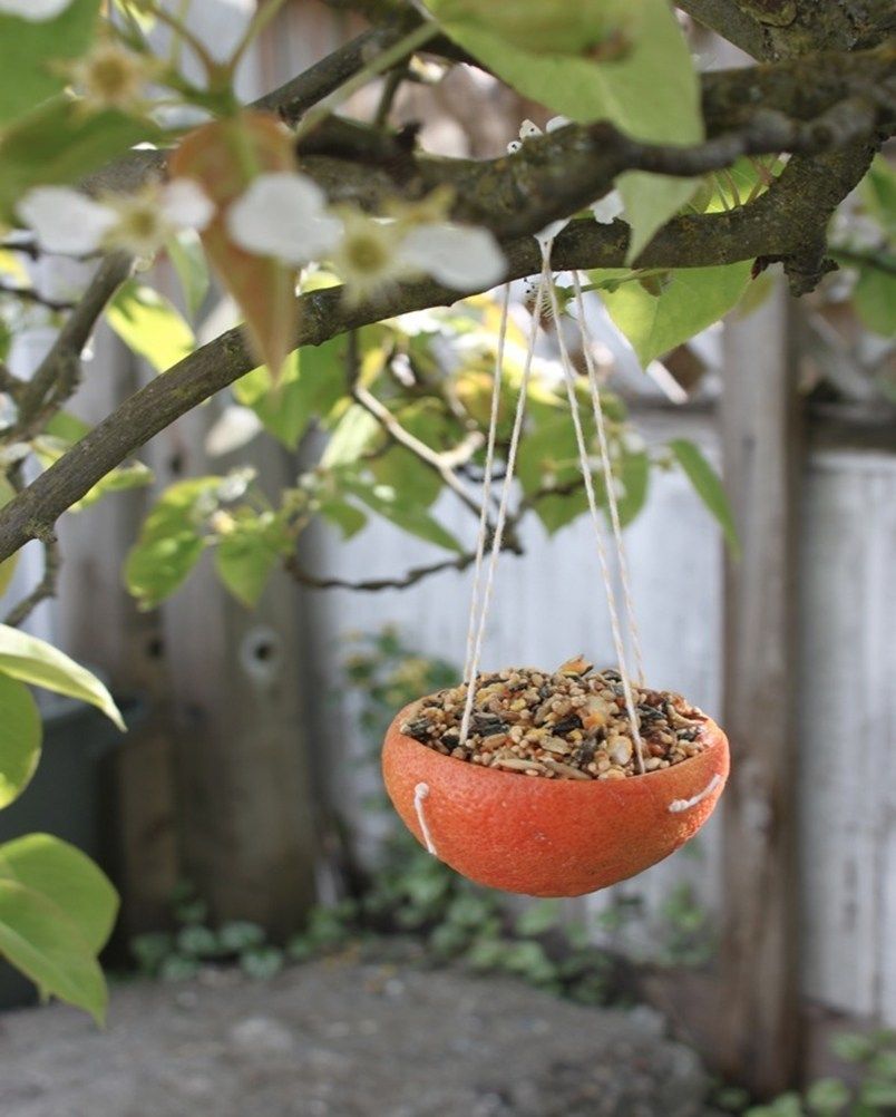 comedouro para pássaros com casca de frutas