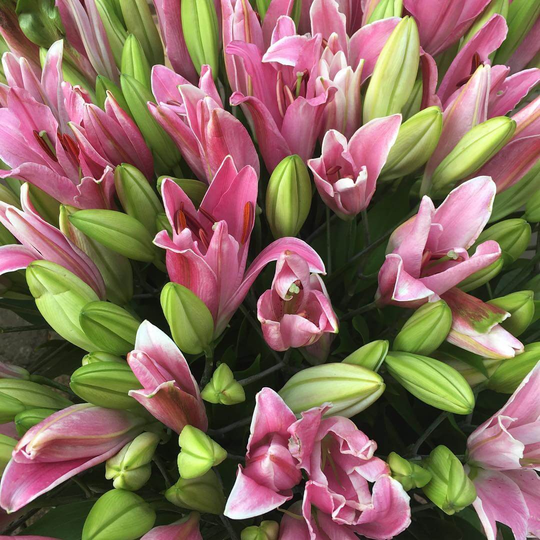Flor de Lis: Significado, Simbologia e Como Cultivar Flor de Lis: Significado, Simbologia e Como Cultivar