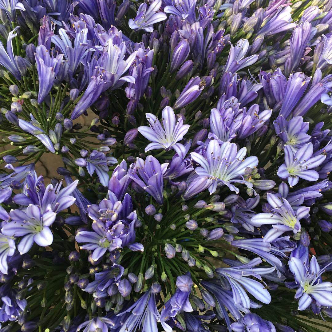 Flor de Lis: Significado, Simbologia e Como Cultivar Flor de Lis: Significado, Simbologia e Como Cultivar