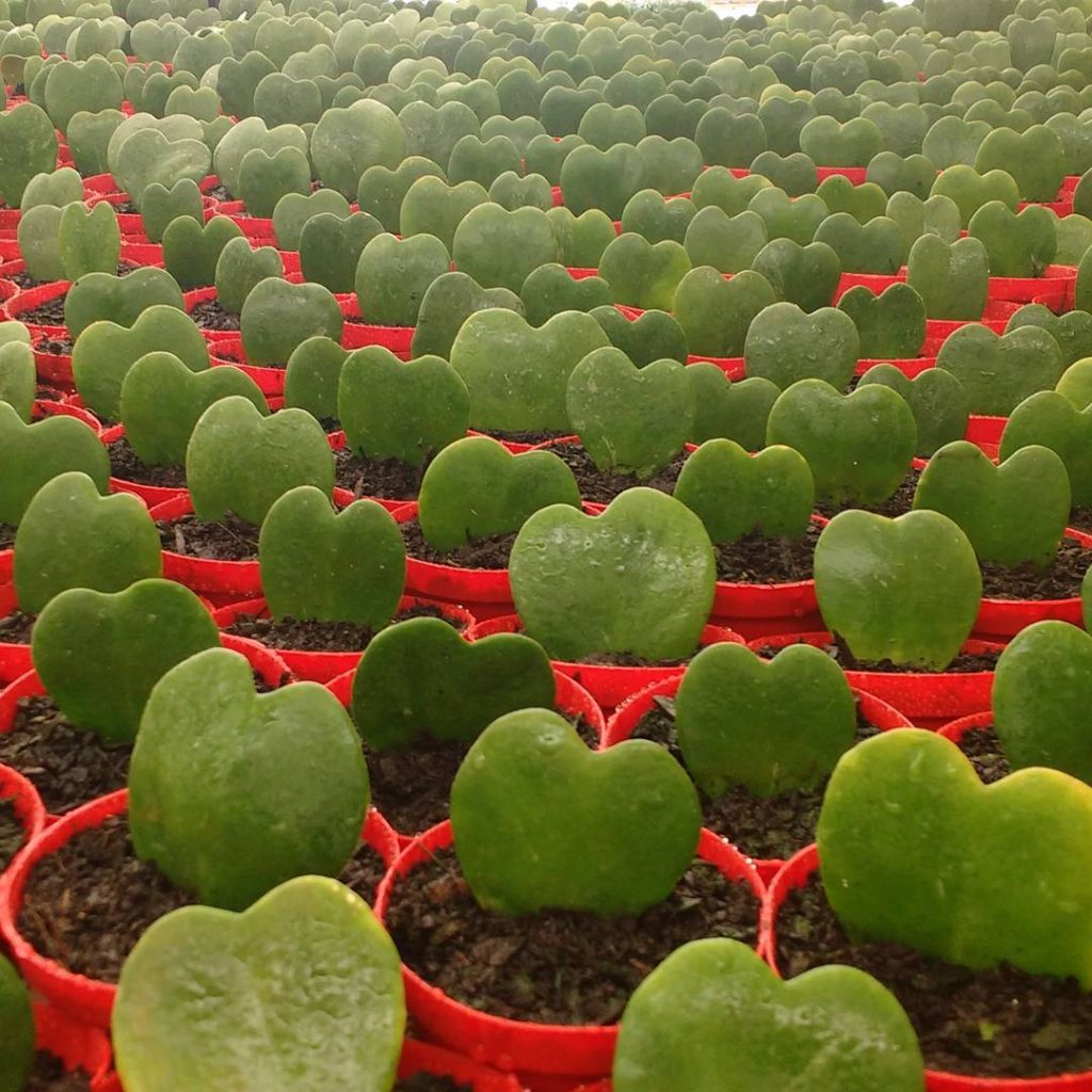Plantas em formato de coração cacto coração